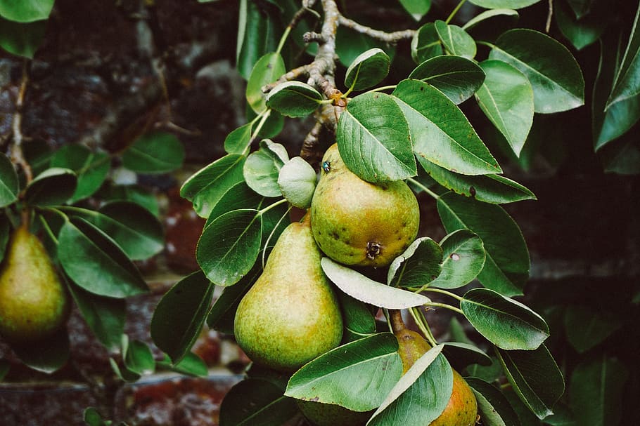 Comice Pears, One of the Finest European Pear Varieties - MyExoticFruit -  The UK's leading Exotic Fruit Retailer - Est. 2014